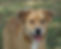 Jensen-dog.jpeg