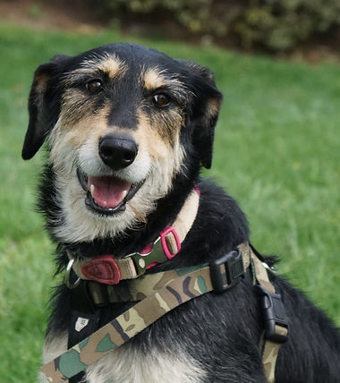 maggie-mae-friends-of-new-leash.jpeg