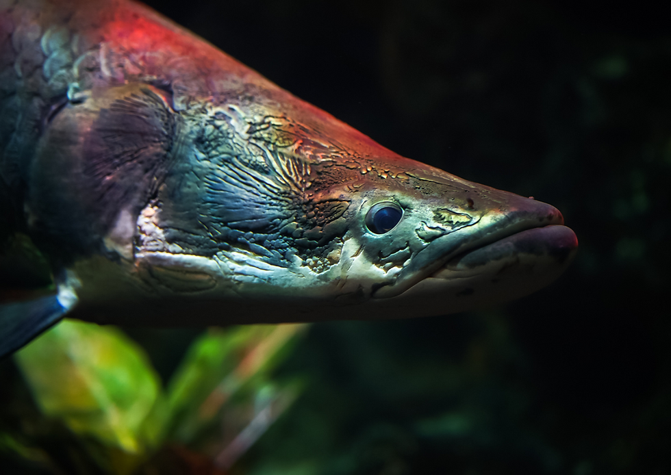 Pesca de Arapaima Gigas: La Aventura de un Pescador en La Brisa Tropical Lodge