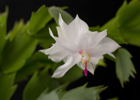 Christmas Cactus