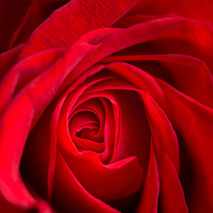 Red Rose