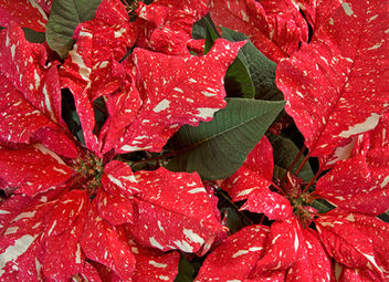 Poinsettia