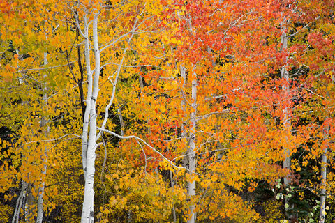 Grand Mesa National Forest, Colorado