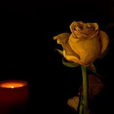 Dying Rose