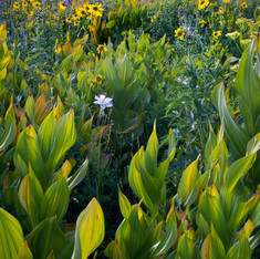 Grand Mesa Columbine
