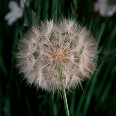 Goat's Beard