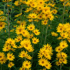 Mexican Daisies