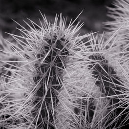 Cactus Needles