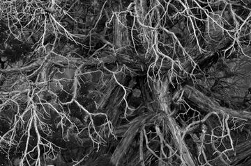 Black and White Favorite, Colorado National Monument, Tree