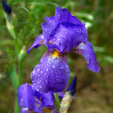 Purple Iris