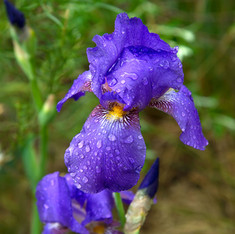 Purple Iris