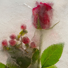 Flowers on Ice