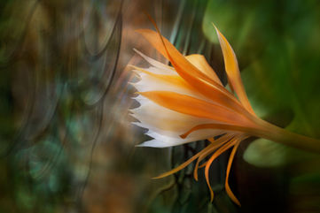 Fishbone Cactus  and Stained Glass