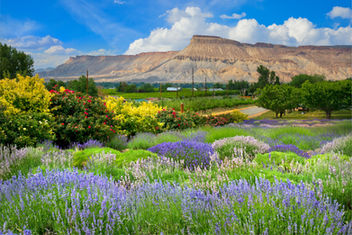 Palisade Lavender, Colorado