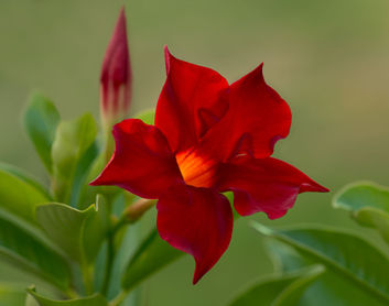 Rio Grande Red Flower