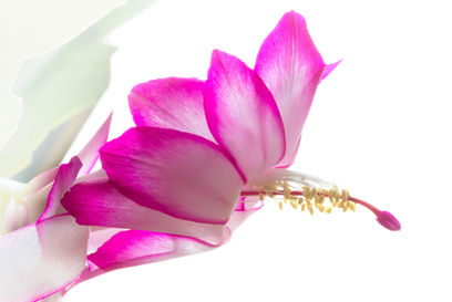 Pink Christmas Cactus
