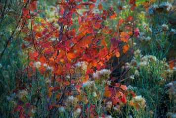 Autumn Colors, Colorado