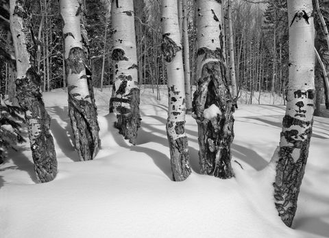Mesa Lakes, Grand Mesa National Forest, Colorado