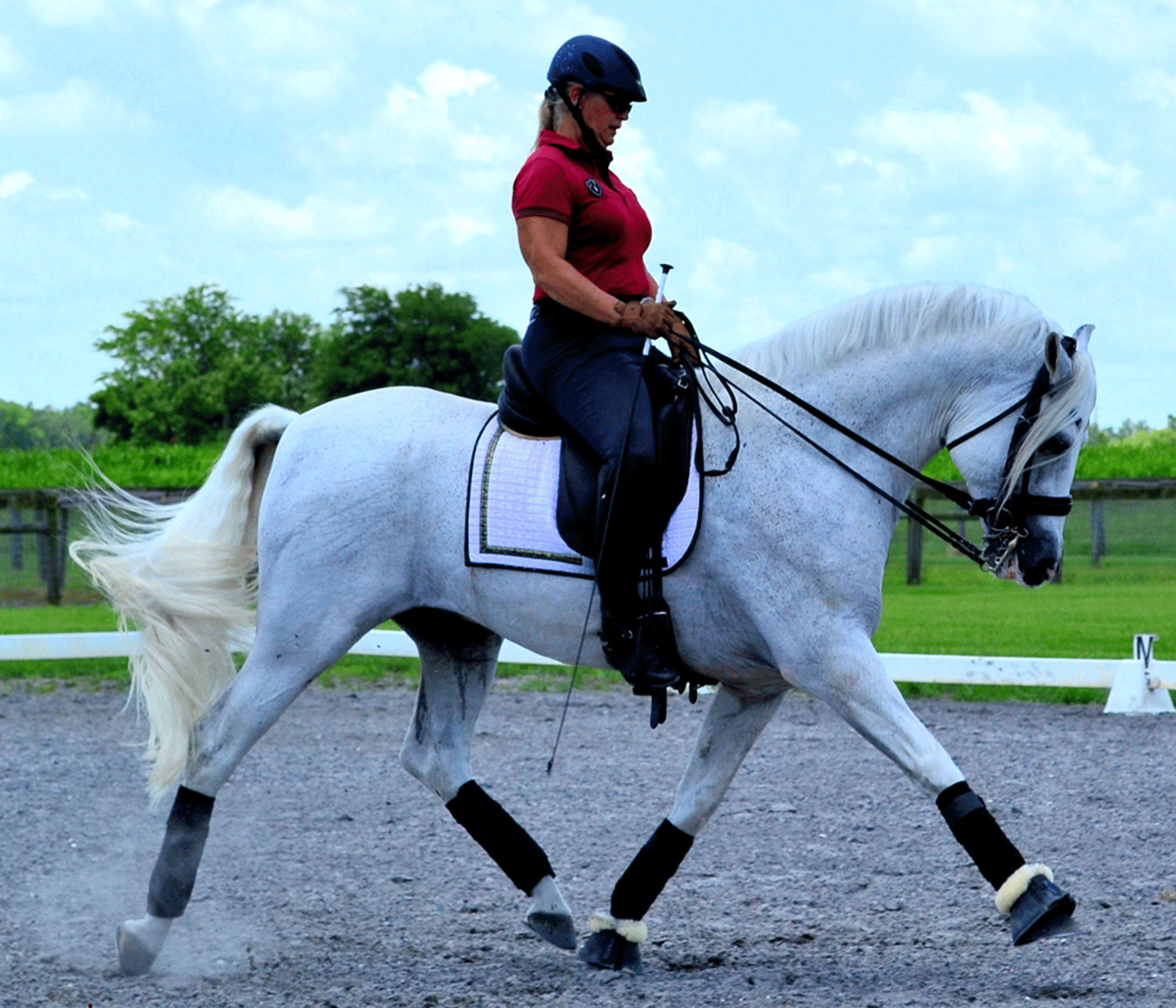 Romeo | mohodressage