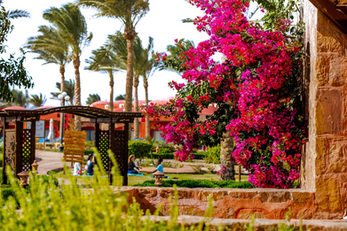 Vibrant flowers and palms at resort with garden, perfect holiday spot