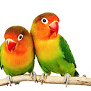 Lovebirds