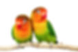 Lovebirds