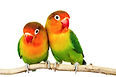 Two Parrots on a tree branch