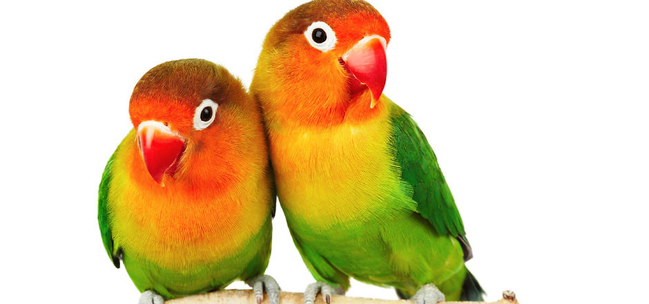 Lovebirds