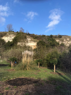 pins parasols plantés