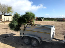 3 beaux pins parasols