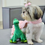 Miniatura: Dino Bibi 1