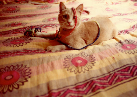 a Satie the cat photo taken at Kazuki Yoko's apartment in Berkeley CA