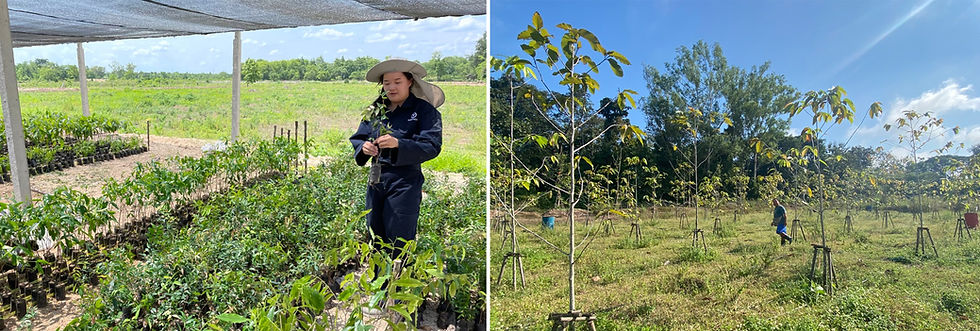 Grow-to-order trees