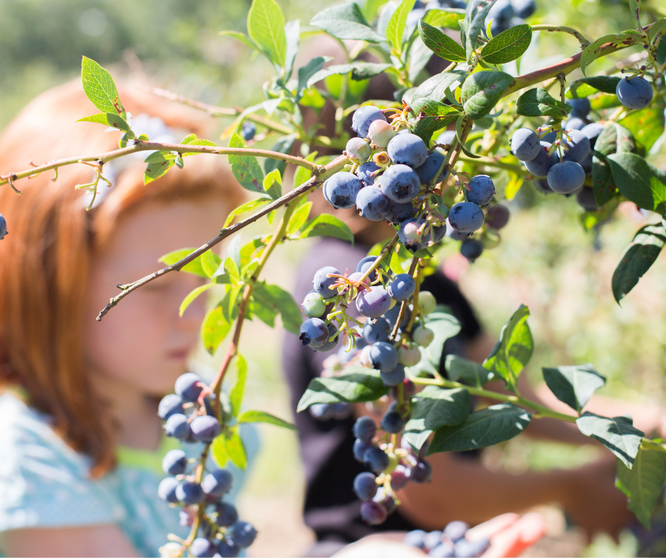 Fruit Picking Fun in the Kitchen Garden at Church Farm Ardeley!
