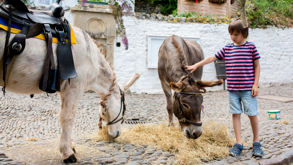 Walking with Donkeys at Snowdonia Donkeys: A Family Wellbeing Adventure
