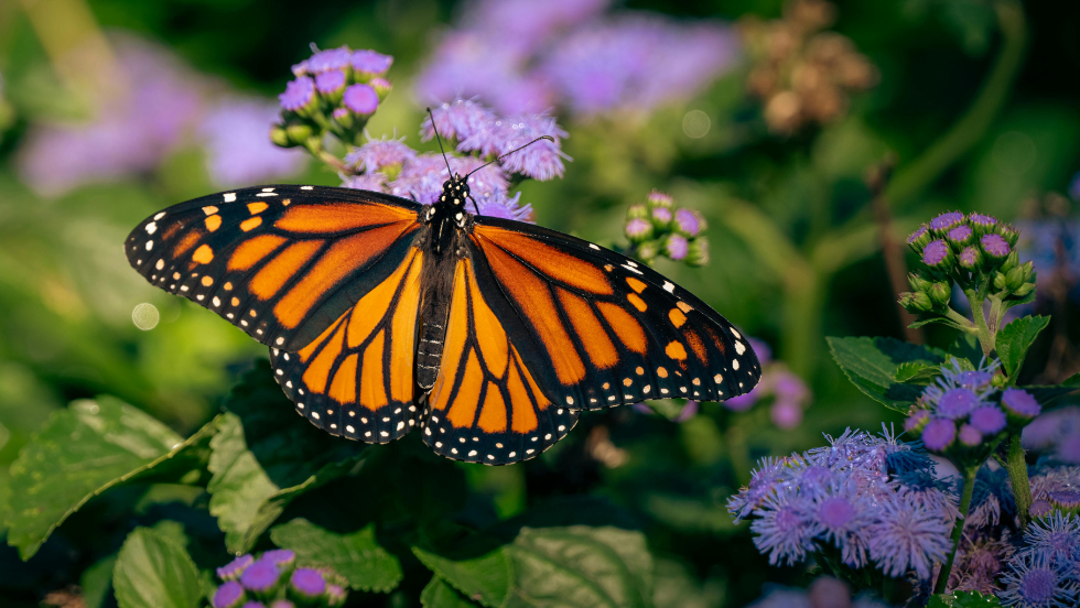 Bulbs for Butterflies – Bringing Colour to Our Community!