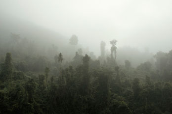 Primary forest in the Nam Ha National Biodiversity Conservation Area in Luang Namtha Province, Laos. This region, part of Laos's vast forested landscape, is home to rich biodiversity and plays a crucial role in preserving the country’s natural environment. Despite pressures from development, logging, and commercial agriculture, Laos still maintains a significant percentage of forest cover, much of which is protected within conservation areas like Nam Ha. These forests are vital for sustaining local livelihoods, supporting wildlife, and regulating the region’s climate. Laos, November 2020.