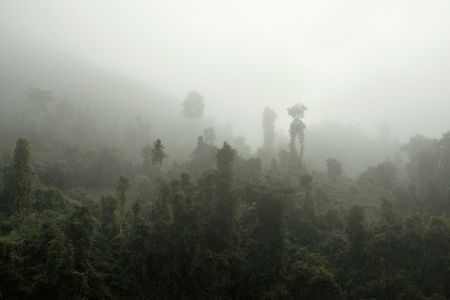 Primary forest in the Nam Ha National Biodiversity Conservation Area in Luang Namtha Province, Laos. This region, part of Laos's vast forested landscape, is home to rich biodiversity and plays a crucial role in preserving the country’s natural environment. Despite pressures from development, logging, and commercial agriculture, Laos still maintains a significant percentage of forest cover, much of which is protected within conservation areas like Nam Ha. These forests are vital for sustaining local livelihoods, supporting wildlife, and regulating the region’s climate. Laos, November 2020.