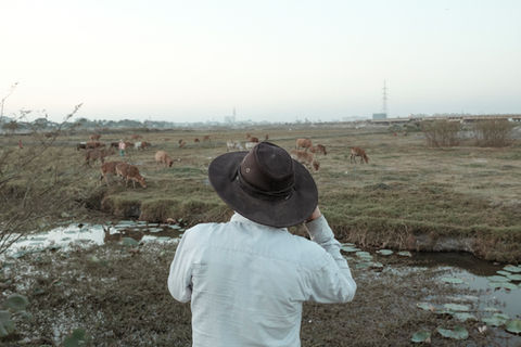 A farmer looks after its livestock grazing at That Luang Marsh. Vientiane Capital, Laos. December 2021.