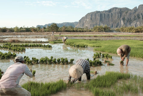 Villagers planting rice in the lowlands of Khammuane Province, Laos. Rice is the
main cultivated crop in Laos, with the majority of the population relying on it for both
sustenance and livelihood. In rural areas, villagers depend on traditional agricultural
practices to sustain their livelihoods, and planting rice is a communal activity that brings the
community together. Despite the challenges posed by economic changes and modernization,
the majority of the population in Laos remains engaged in farming.Khammuane Province,
Laos. January 2022.