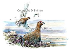 Grouse original artwork shoot card game shooting