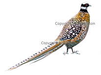 Reeves pheasant shoot cards game shooting origina artwork