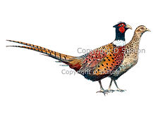 Pheasant original artwork bespoke shoot cards