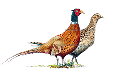 Brace of pheasants bespok shoot cards game cards original artwork