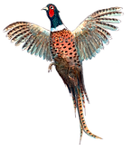 Rising pheasant bespoke shoot cards original artwork game shooting