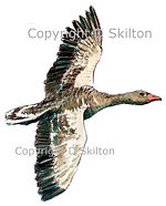 Goose greylag flying watercolourflying r