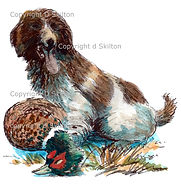 Spaniel working dog with pheasant, game shooting, shoot cards