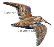 Woodcock in flight bespoke shoot cards game shooting