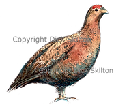 Standing grouse shoot card orginal artwork game shooting