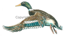 Mallard in flight game shooting shoot cards original artwork